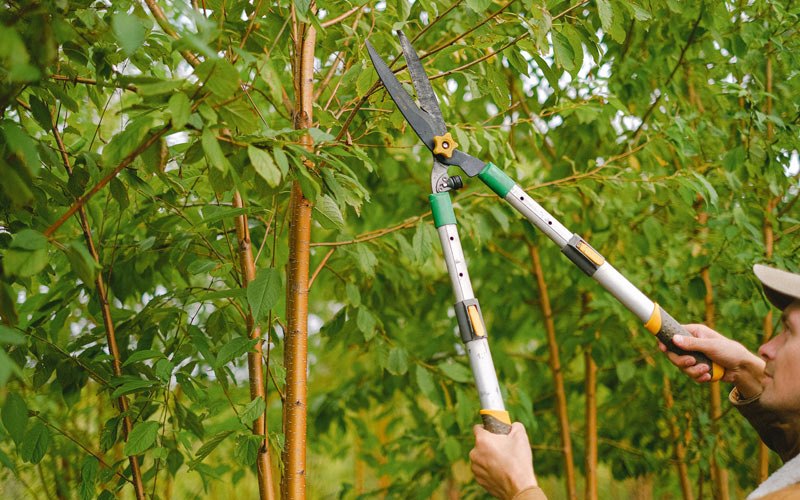 Tree trimming in Kanona, NY